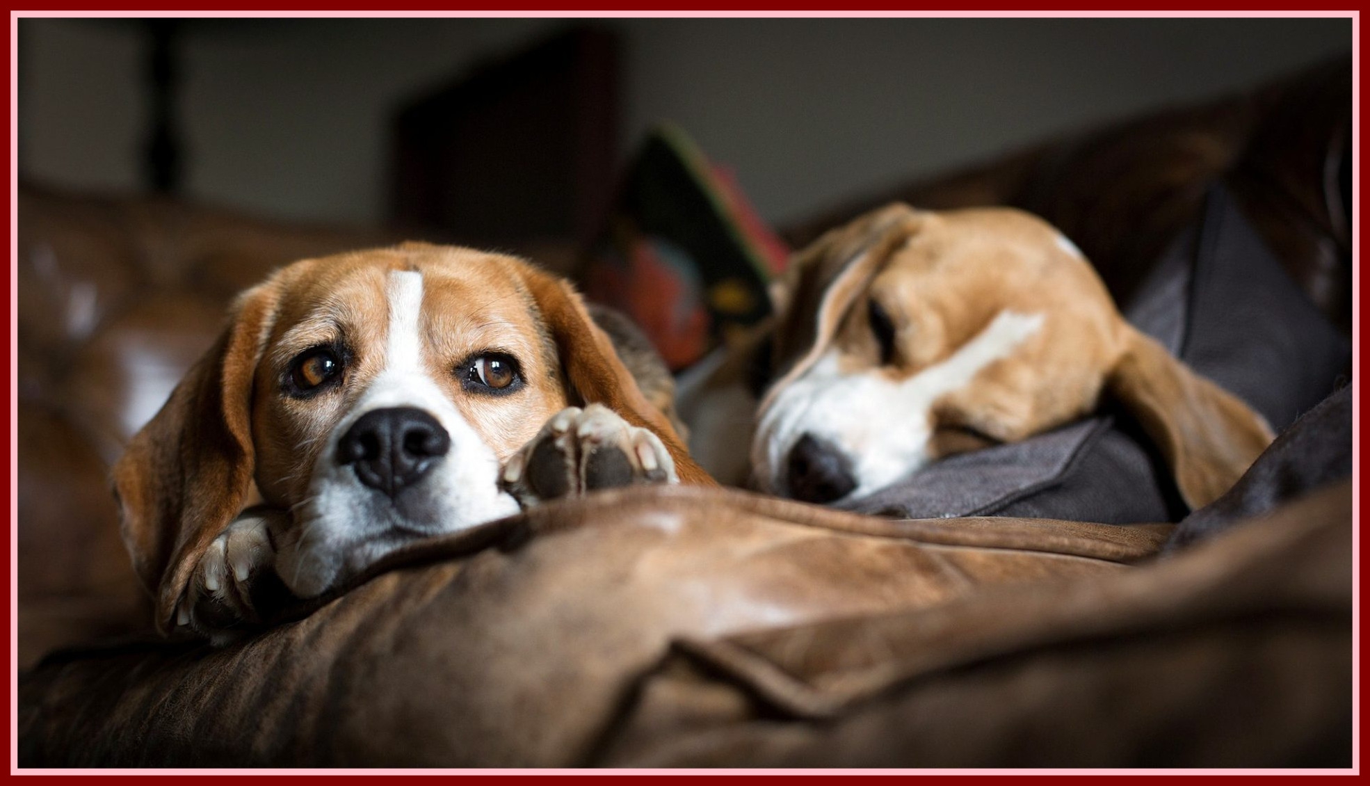 two dogs are on the bed